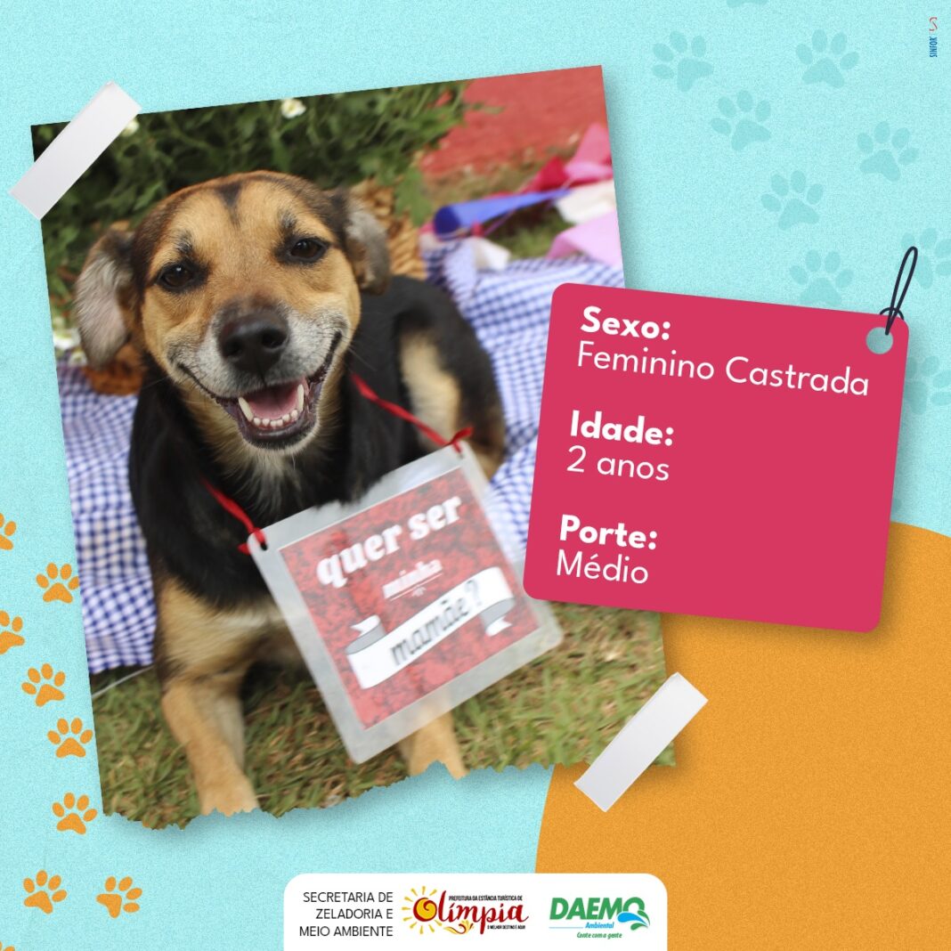 Adoção Animais (2)