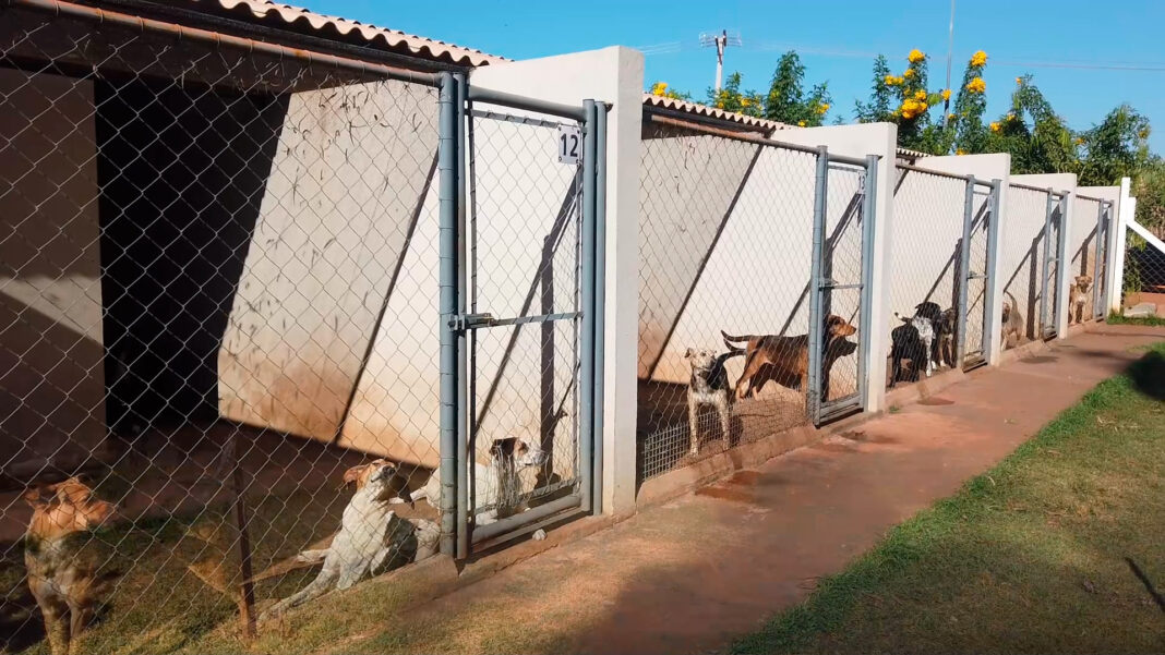 centroacolhimentoanimal