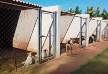 Você conhece o Centro de Acolhimento Animal de Olímpia? Confira vídeo exclusivo