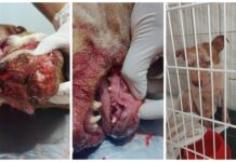 Jovem preso por desferir pauladas em cachorra Pitbull foi solto
