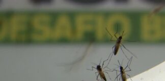 Olímpia segue fora da epidemia de dengue que atinge 83% da região