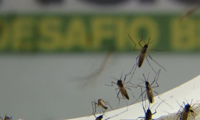 Olímpia segue fora da epidemia de dengue que atinge 83% da região