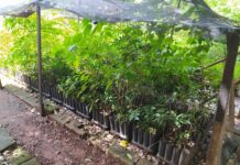 Tereos doa mudas de árvores nativas criadas em Olímpia para a região