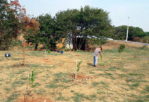 Mais 50 árvores foram plantadas às margens do Córrego do Matadouro