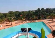 Boi que foi se refrescar em clube escapa do abate e ganha nome: “Tobogã”