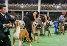 Exposição Internacional e Panamericana de Cães de Raça vai até sábado no Recinto