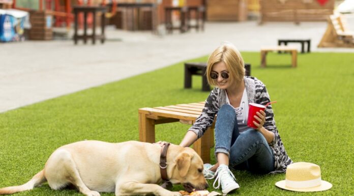 Turismo de SP mapeia destinos ‘pet friendly’. E podem se cadastrar