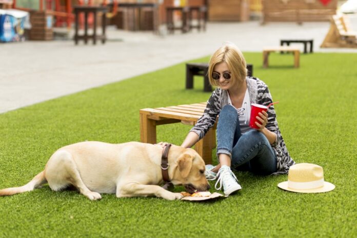 Turismo de SP mapeia destinos ‘pet friendly’. E podem se cadastrar