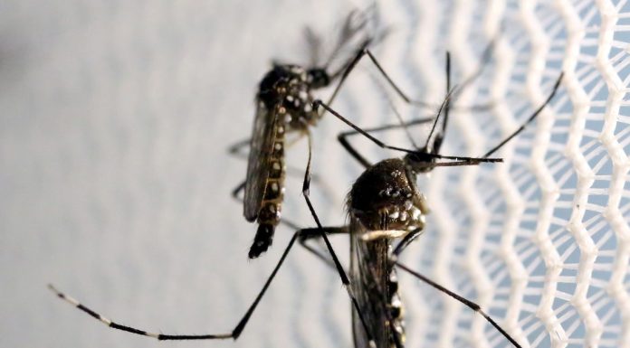 Dengue passa dos 1,3 mil casos em Olímpia e prefeito cria Sala de Combate