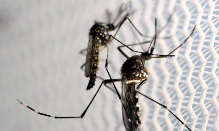 Dengue passa dos 1,3 mil casos em Olímpia e prefeito cria Sala de Combate