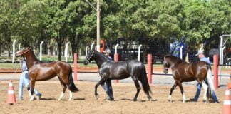 2ª Expo Especializada das Águas semana que vem no Recinto de Olímpia