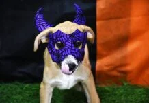 Cães entram no clima de Halloween em campanha de adoção em Olímpia