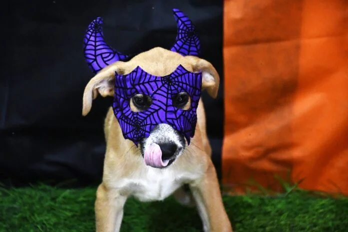 Cães entram no clima de Halloween em campanha de adoção em Olímpia