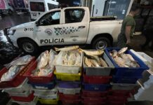 Ambiental apreende caminhão com meia tonelada de peixes em Barretos