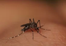 Plantão de Atendimento da Dengue na UBS das Cohabs 1 e 2