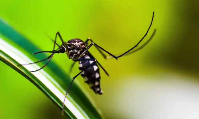 Plantão de atendimento para sintomas leves de dengue nas Cohabs 1 e 2