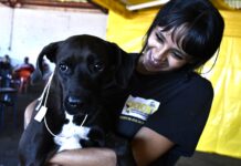 Mutirão de Castração beneficiou 200 animais no final de semana