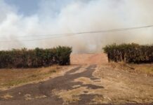 Jovem de 26 anos é preso suspeito de incendiar canavial em Guaraci