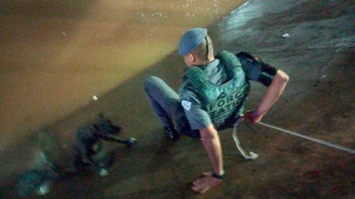 GCM e Força Tática salvam cachorro preso em córrego na Avenida Aurora