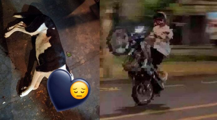 Manobras perigosas terminam em tragédia: motociclista mata cachorra