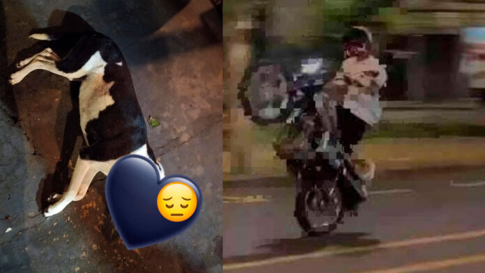 Manobras perigosas terminam em tragédia: motociclista mata cachorra