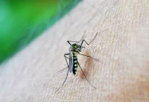 Hoje (22) é dia de vacinação contra dengue e febre amarela em Olímpia