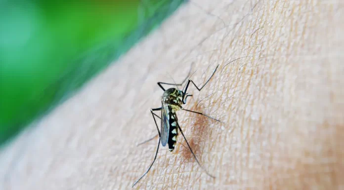 Hoje (22) é dia de vacinação contra dengue e febre amarela em Olímpia