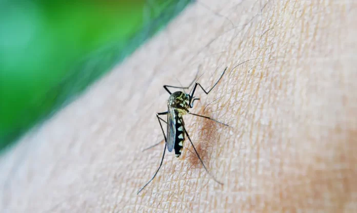 Hoje (22) é dia de vacinação contra dengue e febre amarela em Olímpia