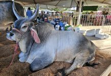 Olímpia+Agro Expô começa nesta quinta e vai até sábado (10). Confira