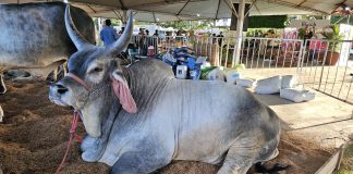 Olímpia+Agro Expô começa nesta quinta e vai até sábado (10). Confira
