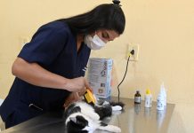 Moradores de Baguaçu podem castrar os seus ‘pets’ até segunda (26)