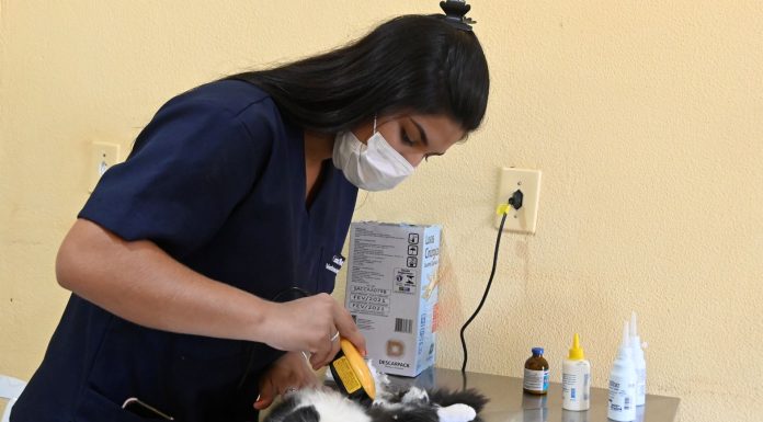 Moradores de Baguaçu podem castrar os seus ‘pets’ até segunda (26)