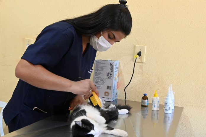 Moradores de Baguaçu podem castrar os seus ‘pets’ até segunda (26)