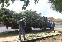 Poda só com autorização: entenda regras e multas para manejo de árvores