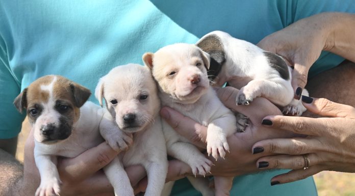 Mais de 700 animais já foram castrados neste ano; inscrições seguem abertas