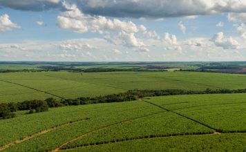 Tereos aplica R$ 568 milhões para renovar áreas de cana-de-açúcar