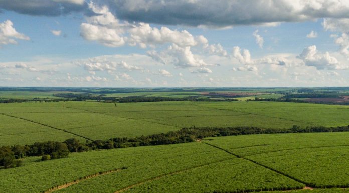 Tereos aplica R$ 568 milhões para renovar áreas de cana-de-açúcar