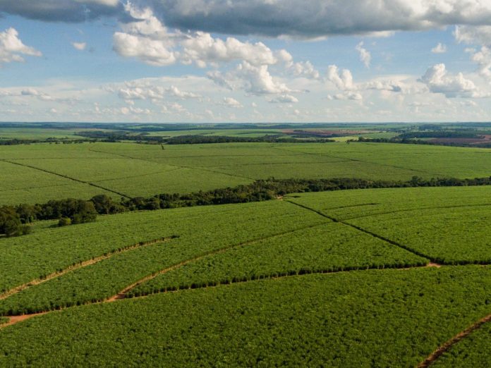 Tereos aplica R$ 568 milhões para renovar áreas de cana-de-açúcar