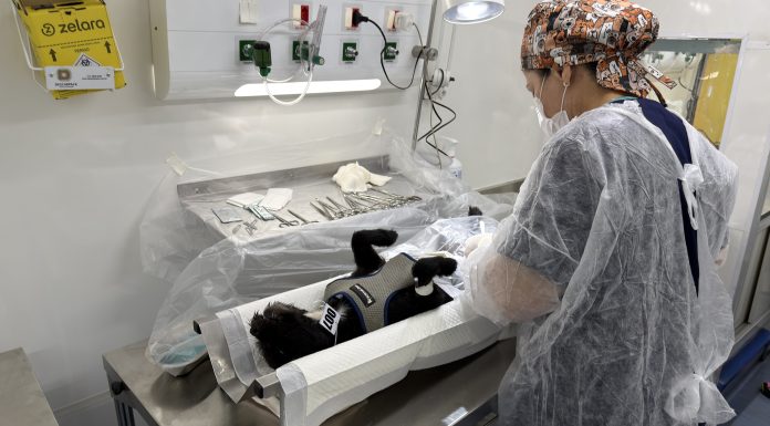 Olímpia realiza mais de 180 castrações gratuitas em dois dias
