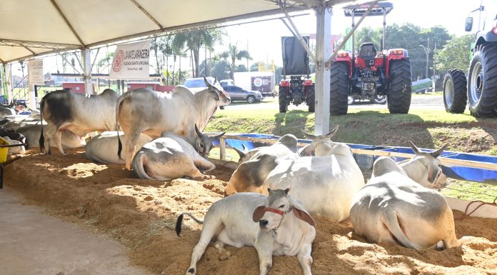 Olímpia+Agro terá três dias de programação gratuita no Recinto