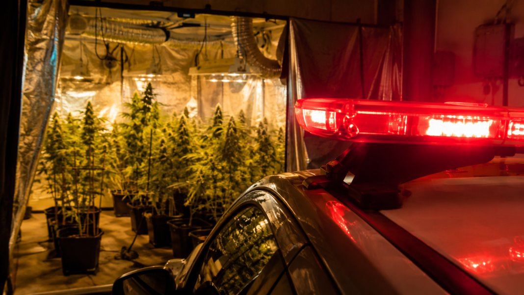 estufas maconha