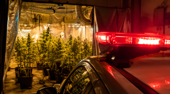 PM descobre estufas de maconha e cocaína em casa de Olímpia