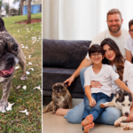 Morte de Arya após transporte em táxi-dog repercute na região