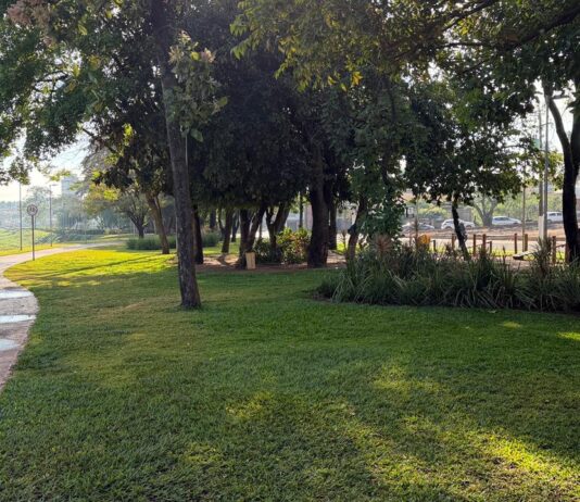 Calor x Arborização Urbana: IPT faz diagnóstico em Olímpia